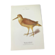 Naturalist plate old birds double-sided engraving work 1908 G. Denise
