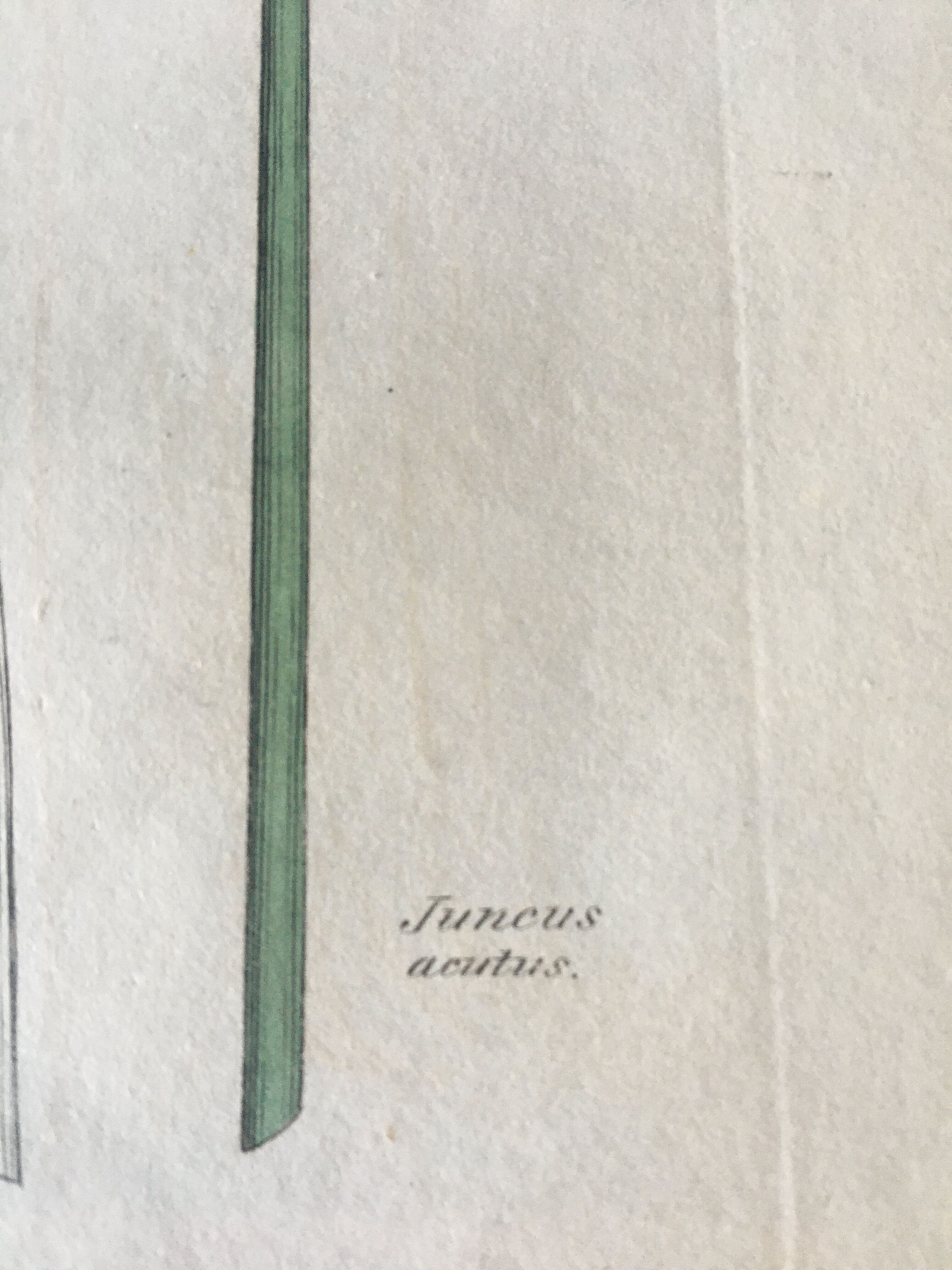 Duo de planches botaniques anglaises , édition 1809