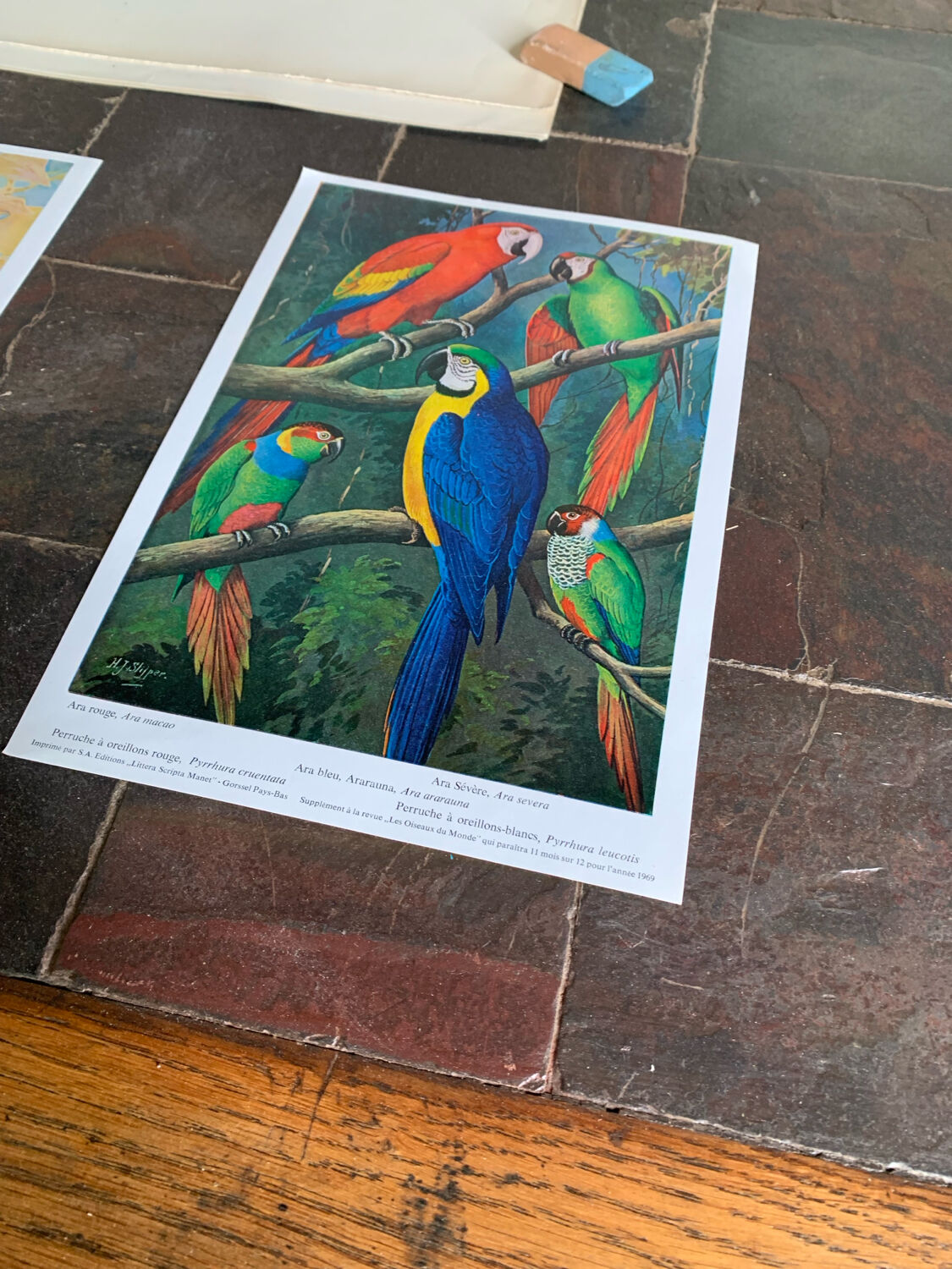 Affichette "Les Oiseaux du Monde" - 1969