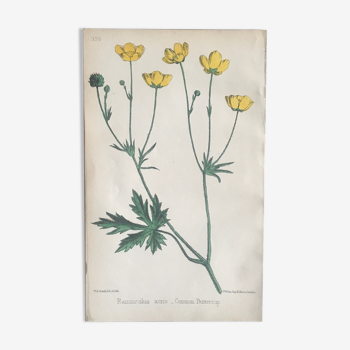 Planche botanique R.Hogg., 1878