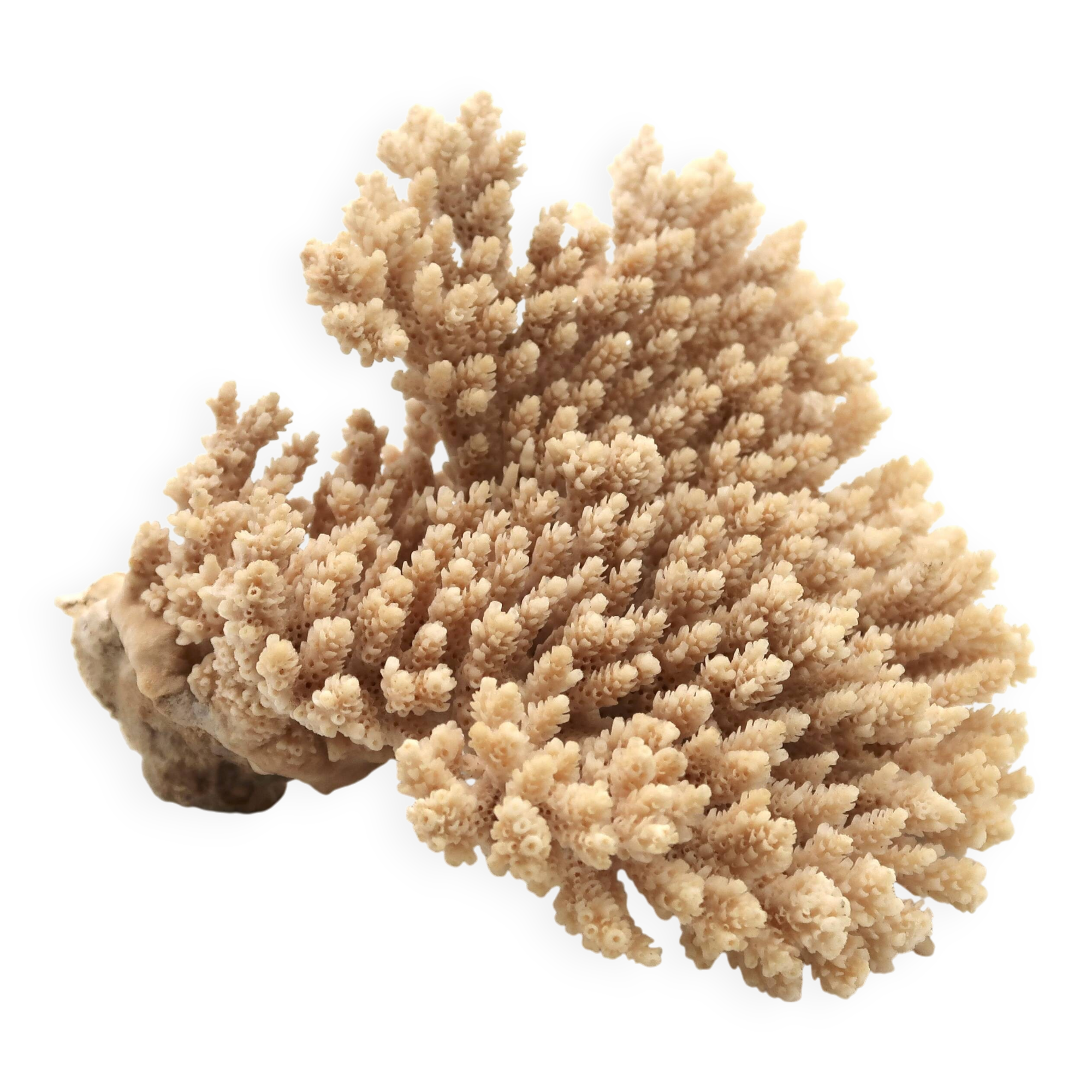 Branche de corail, années 70
