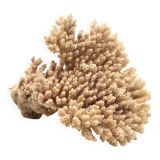 Coral branch, 1970s