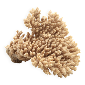 Branche de corail, années 70