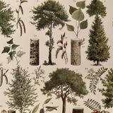 Lithograph on trees from 1928 (poplar)