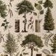Lithographie sur les arbres de 1928 (peuplier)