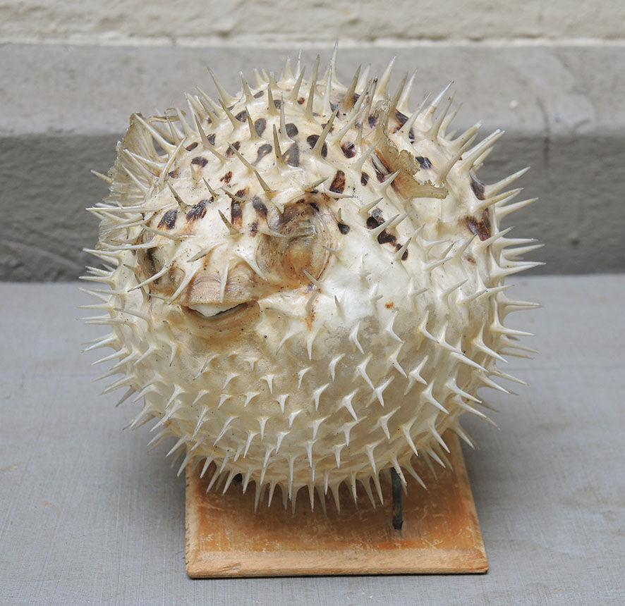 Naturalized diodon