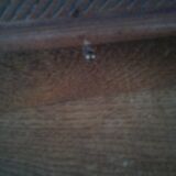 Underside of flat pattern musical bird art deco