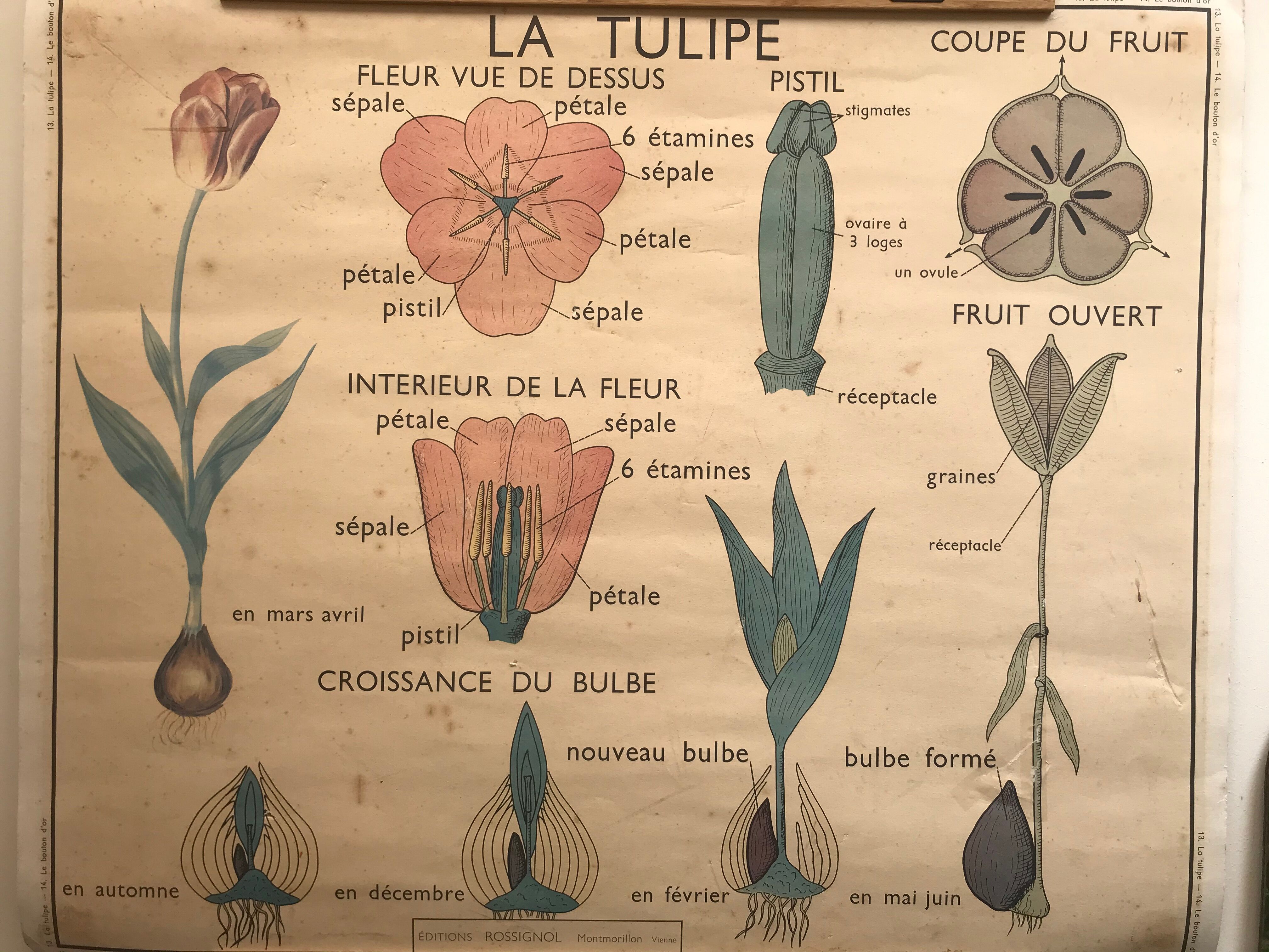 Old school poster edition Rossignol double botanical face