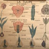 Old school poster edition Rossignol double botanical face