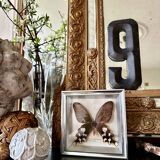 Stuffed butterfly in metal frame