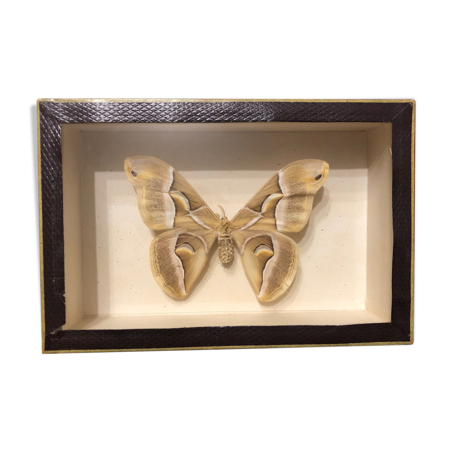 Naturalized butterfly frame