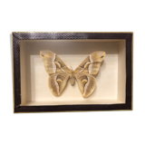 Naturalized butterfly frame