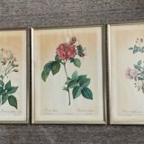 Series of 3 botanical frames from the 70s