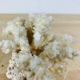 Corail