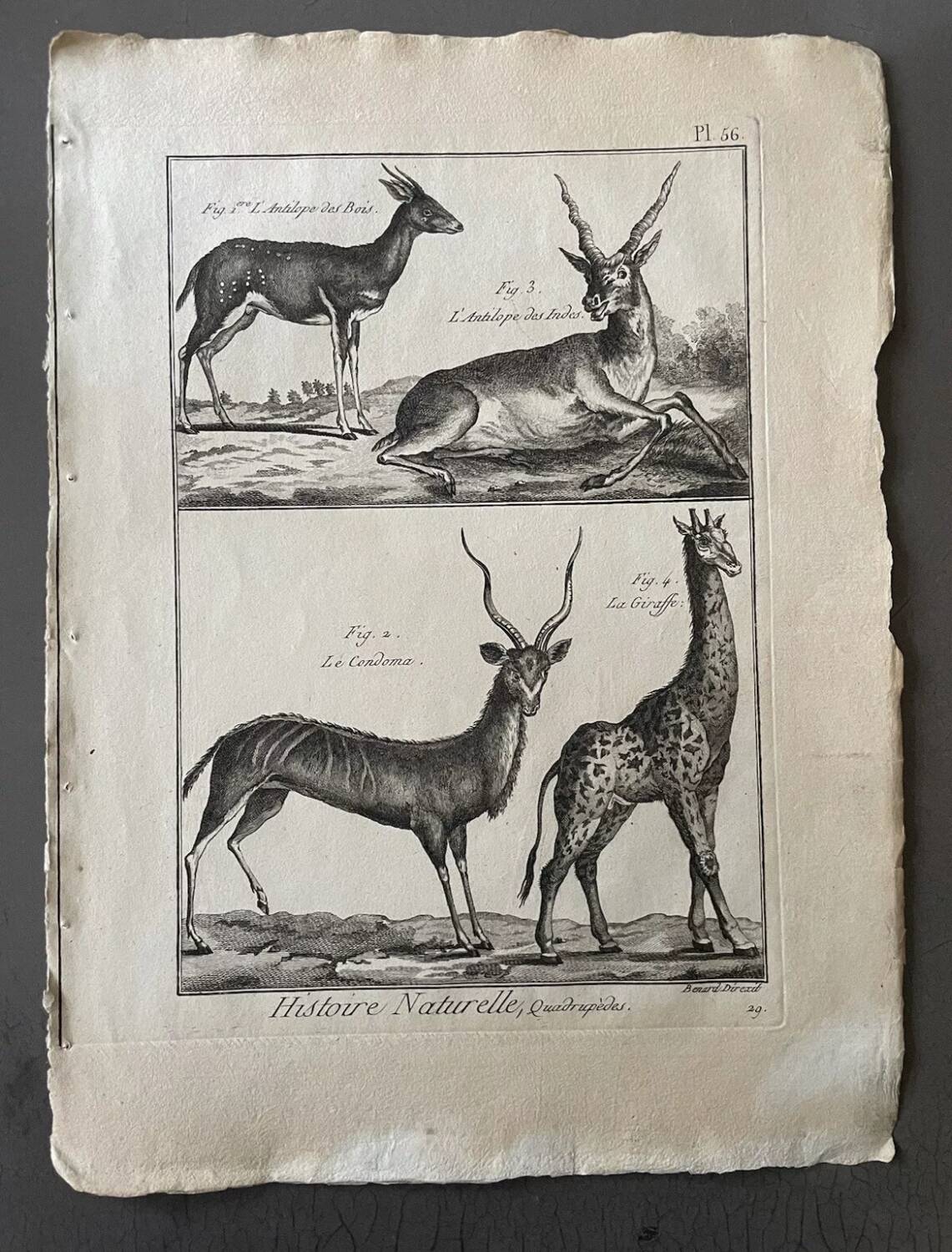 Gravure Livre ancien XVIIIe Buffon, Bonnaterre, Histoire naturelle