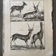 Gravure Livre ancien XVIIIe Buffon, Bonnaterre, Histoire naturelle