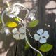 Romantic wall lamp in enamelled metal