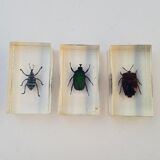 Lot of 19 insects in resin inclusion