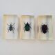Lot de 19 insectes en inclusion résine