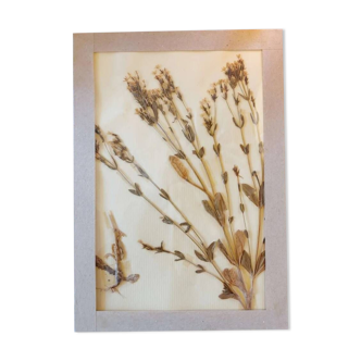 Herbarium plate 1981