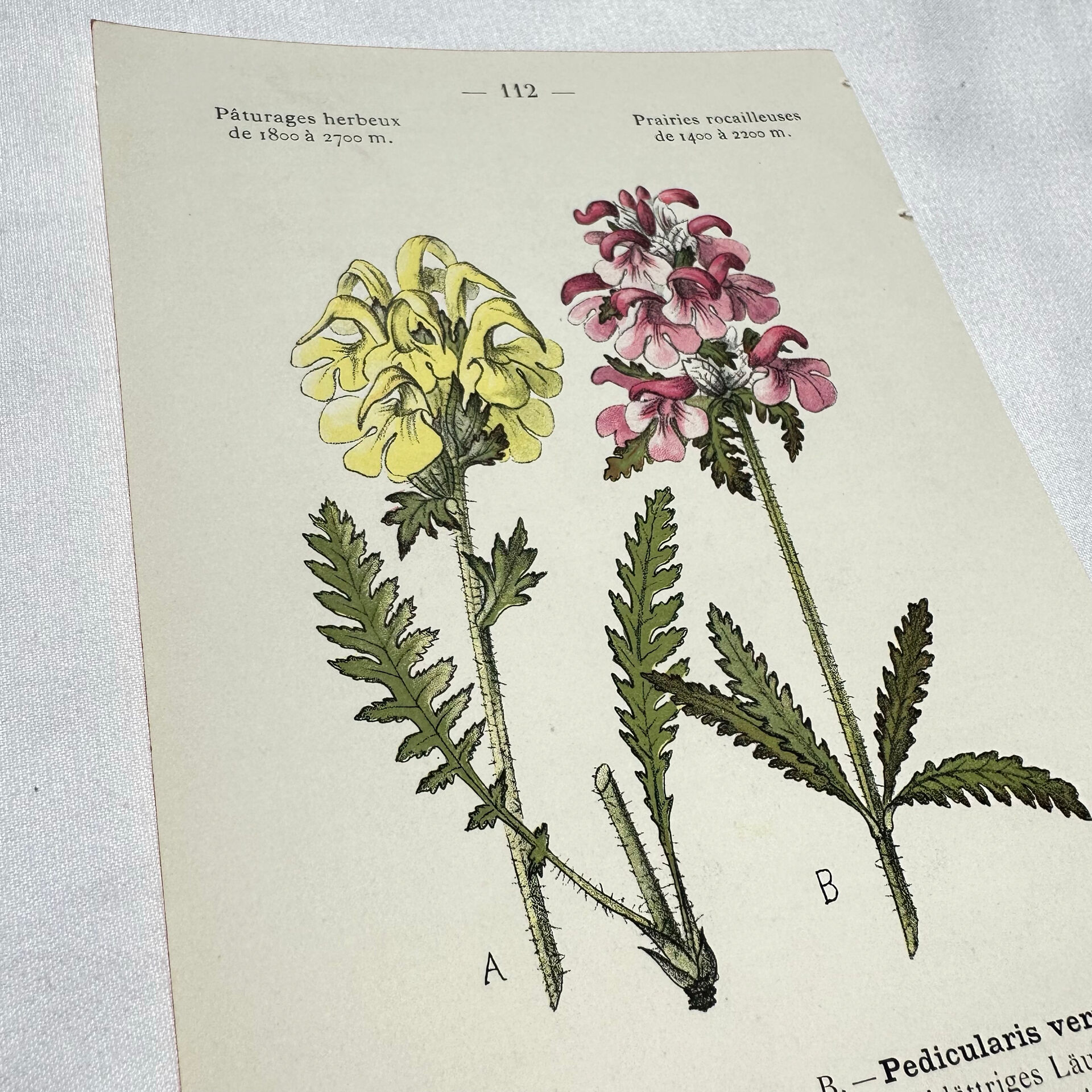 Antique botanical plate hand-coloured – 19th-century decoration