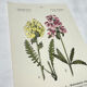 Antique botanical plate hand-coloured – 19th-century decoration