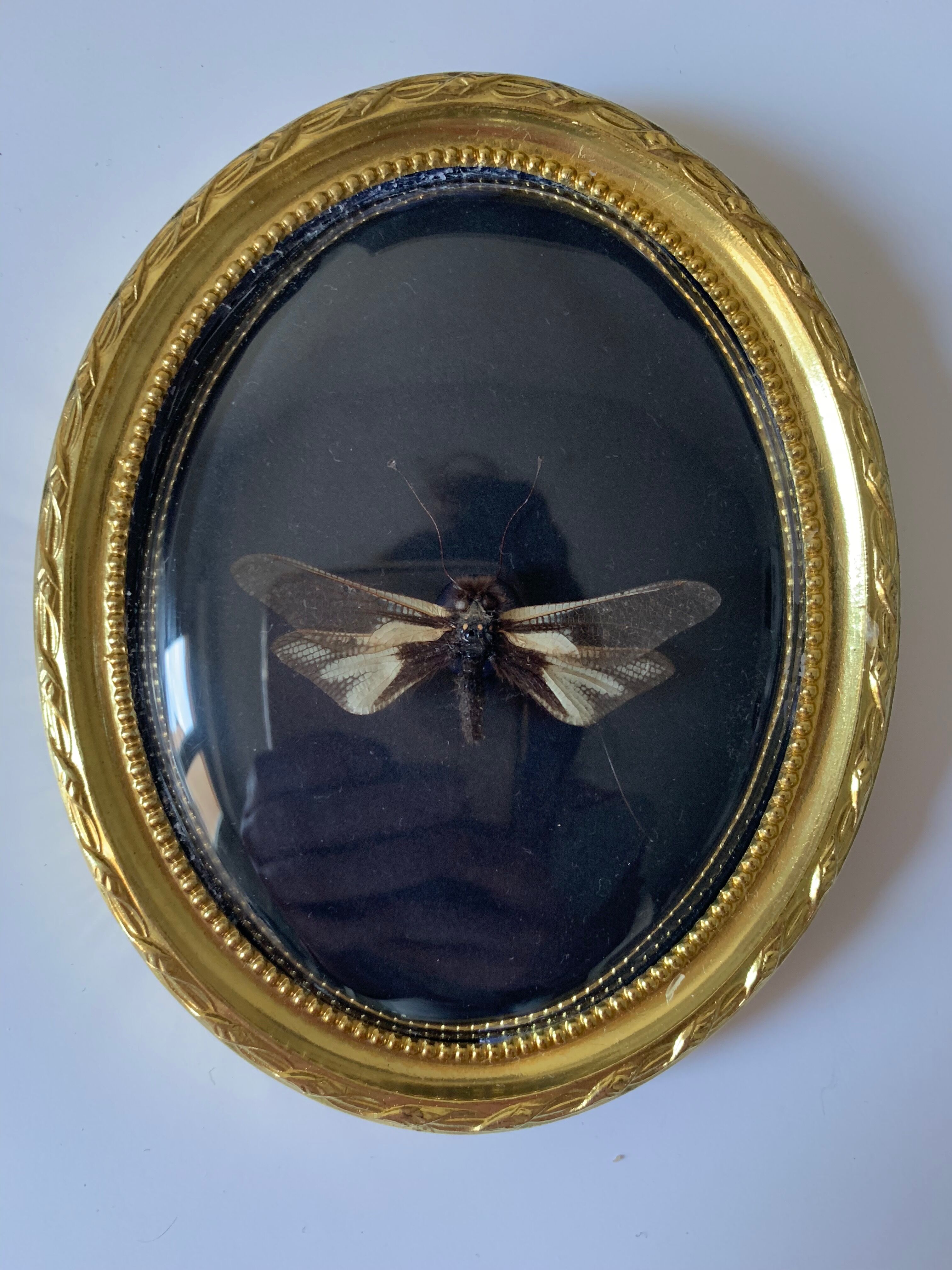 Butterfly under bulging frame