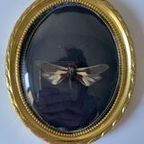 Butterfly under bulging frame