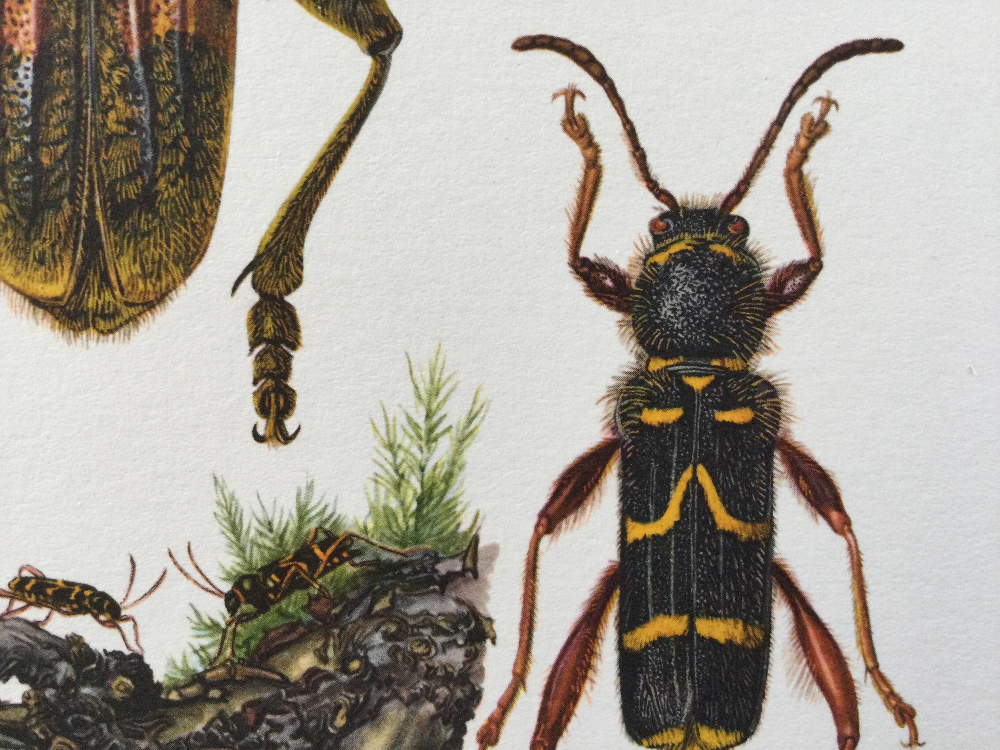 Old illustration "insects", 1960s