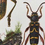 Old illustration "insects", 1960s