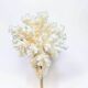 Natural ancient white coral on a black wooden base.