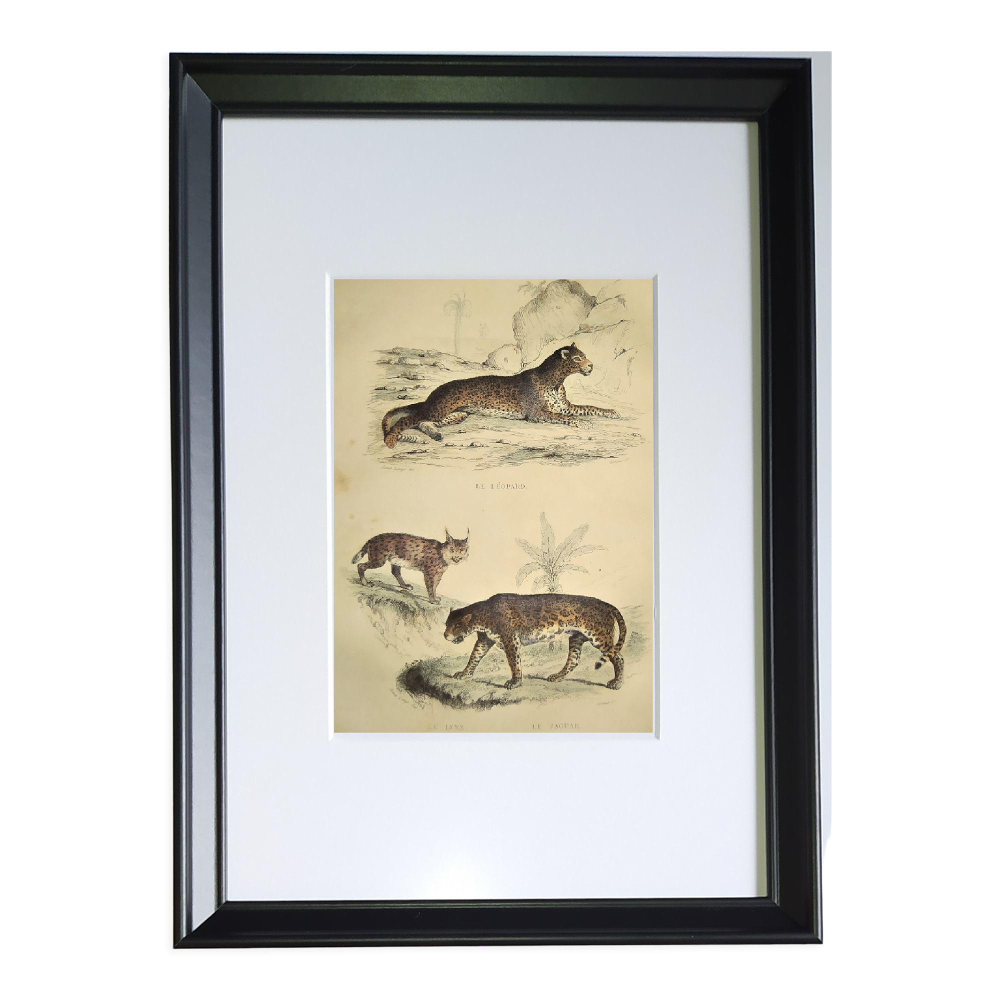 Original zoological plate of 1839 " leopard, lynx,.... "