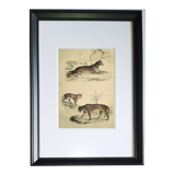 Original zoological plate of 1839 " leopard, lynx,.... "