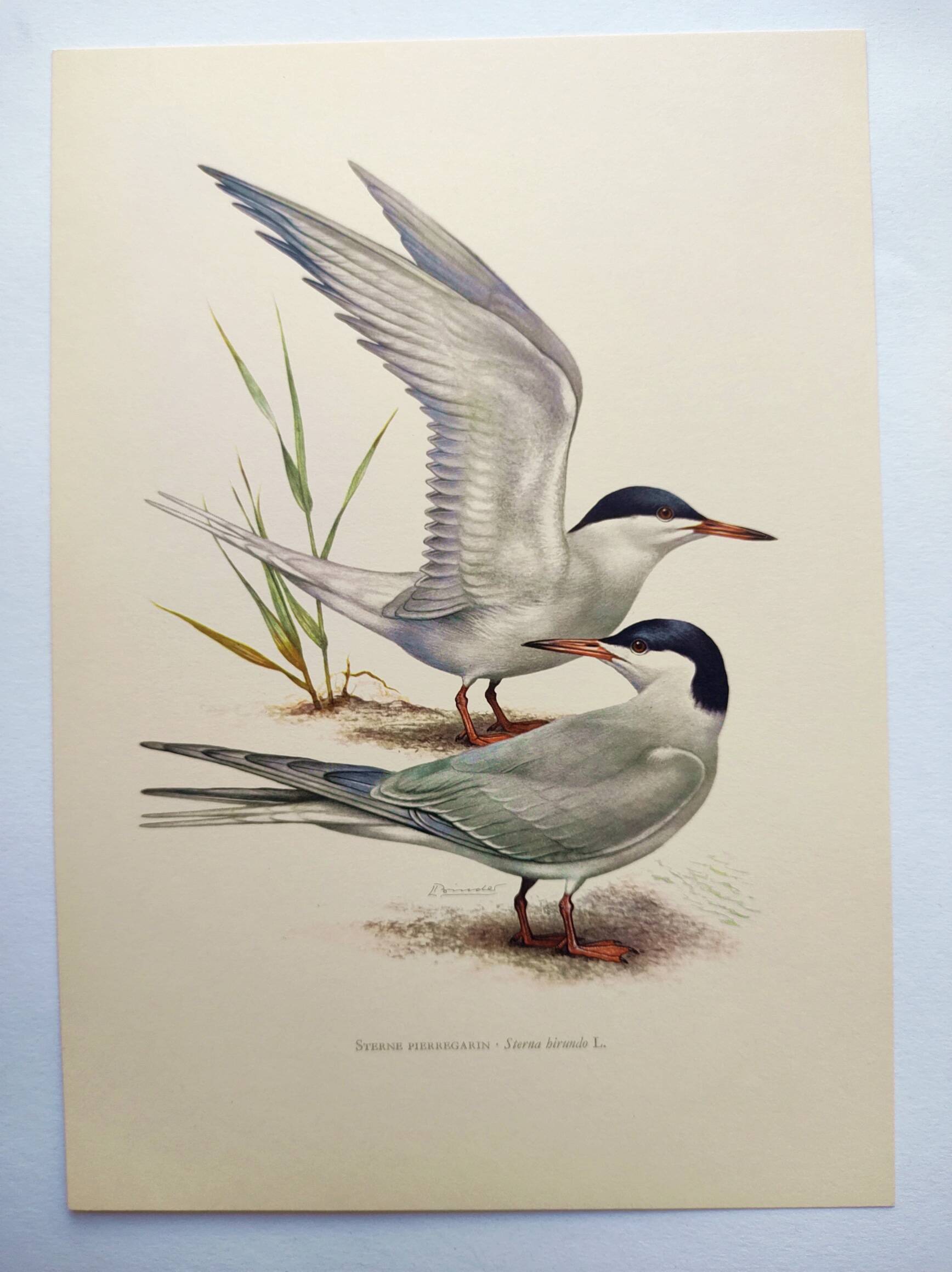 Antique bird print 1960 - Common Tern - seaside and beach