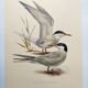 Antique bird print 1960 - Common Tern - seaside and beach