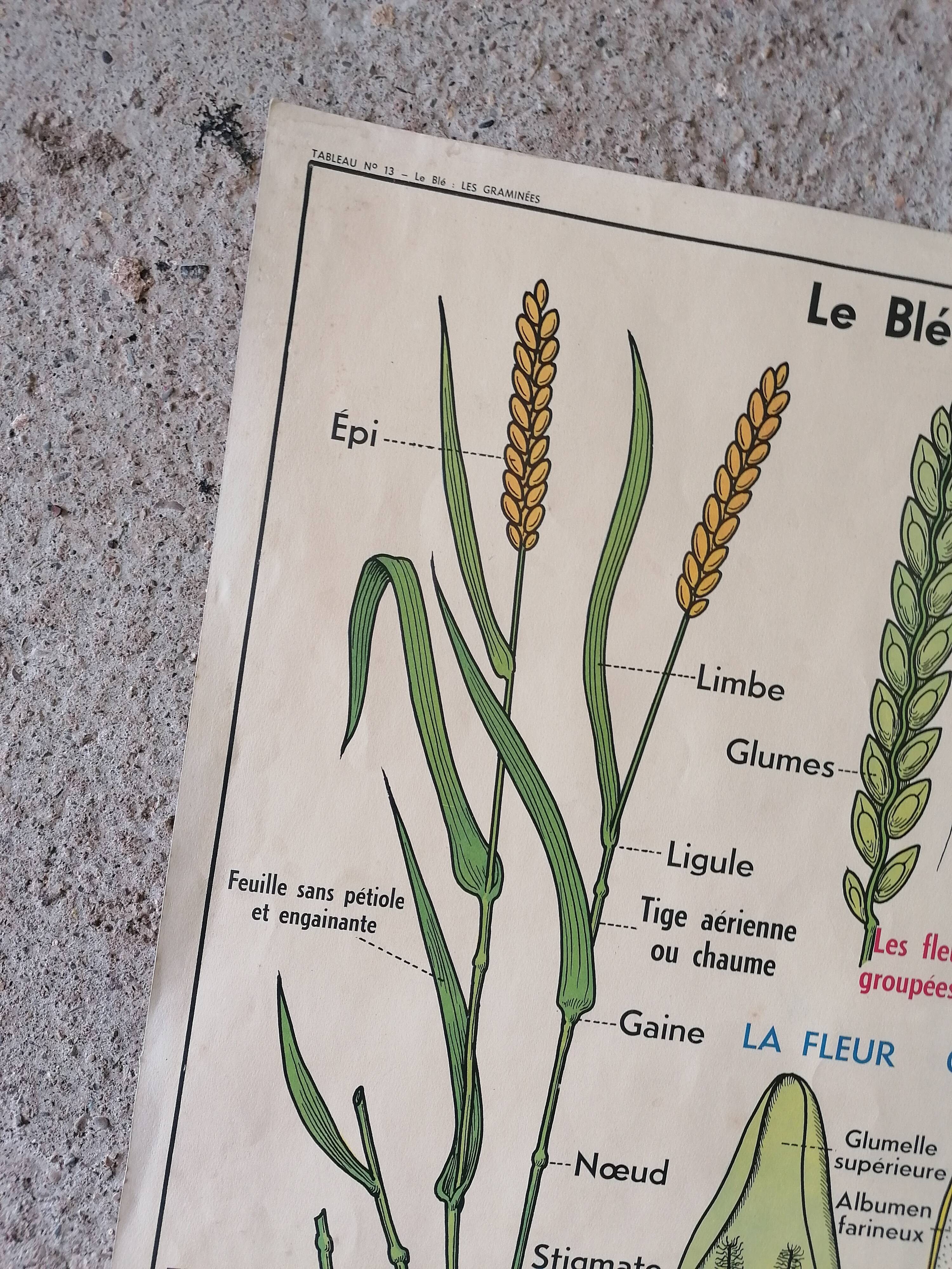 Old MDI school poster: Plants without flowers & Wheat, grasses.