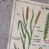 Old MDI school poster: Plants without flowers & Wheat, grasses.