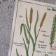 Old MDI school poster: Plants without flowers & Wheat, grasses.