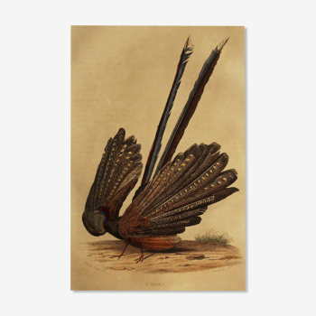 Buffon 1838 - ornithological plank "the argus"