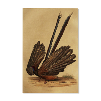 Planche ornithologique " l'argus " Buffon 1838