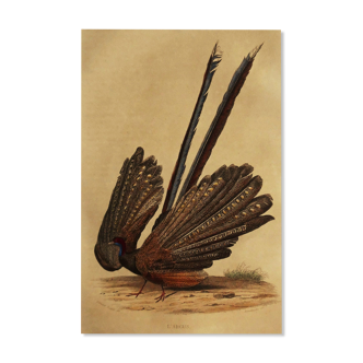 Buffon 1838 - ornithological plank "the argus"