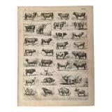 Lithograph on beef - 1900