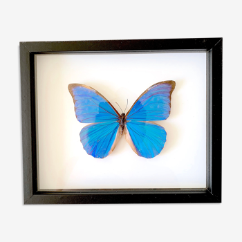 Naturalized butterfly frame