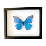 Naturalized butterfly frame