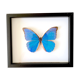 Naturalized butterfly frame