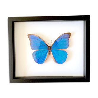 Naturalized butterfly frame