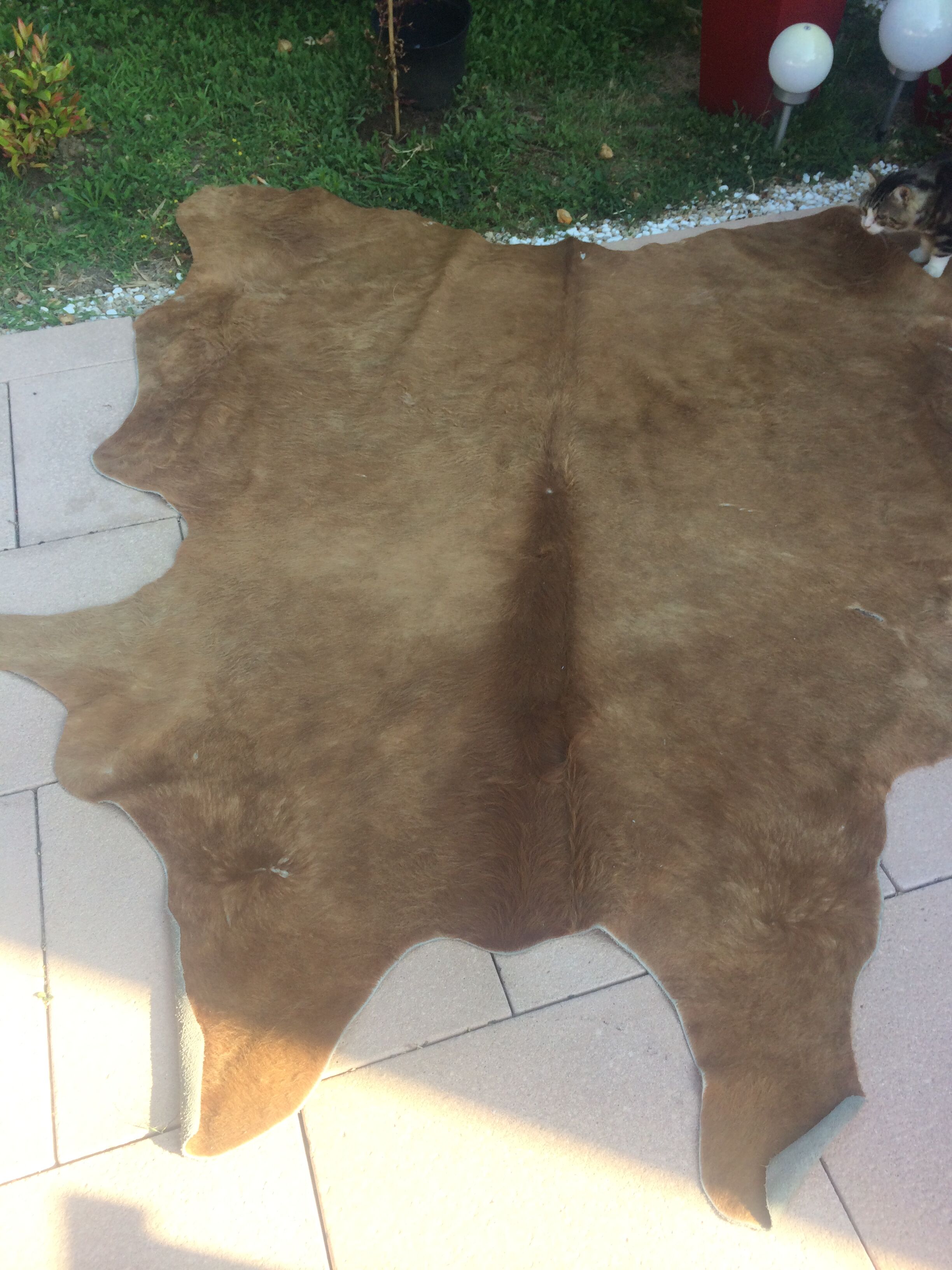 Cowhide leather, color brown glazed