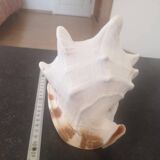 Large natural conch - decorative antique shell - family heirloom