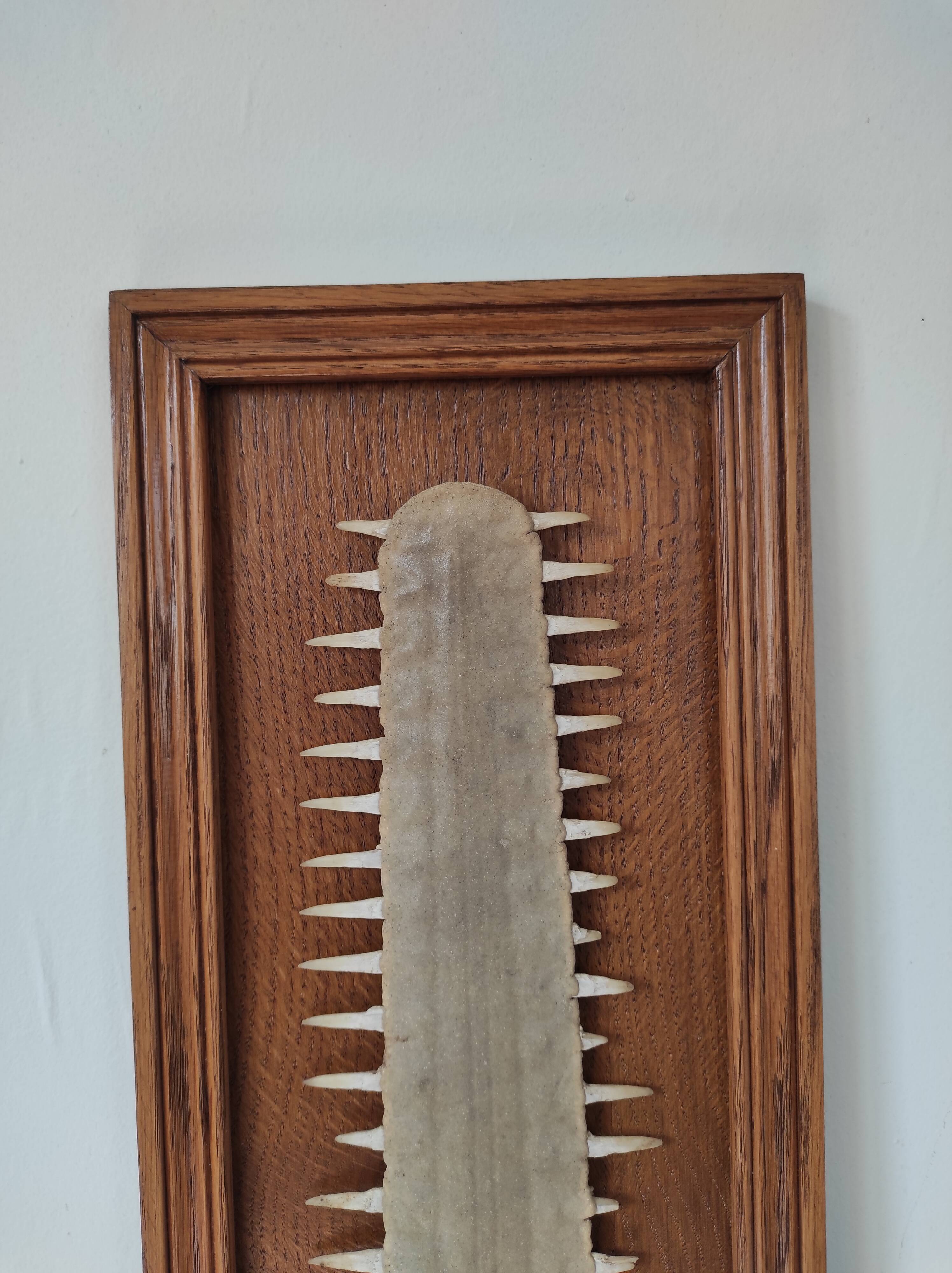 Sawfish rostrum