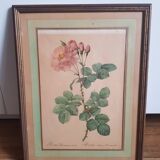 Antique botanical frame